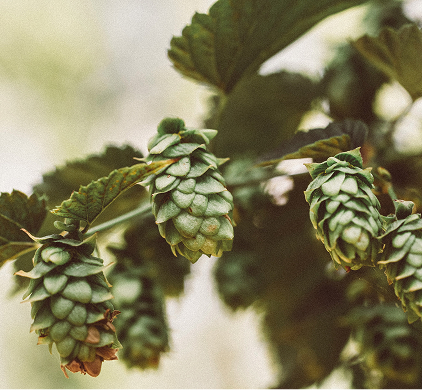 Houblon